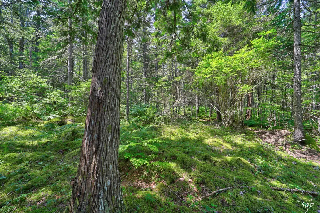 Lot 3 Bear Springs Lane Surry ME 04684
