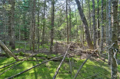 Lot 3 Bear Springs Lane Surry ME 04684