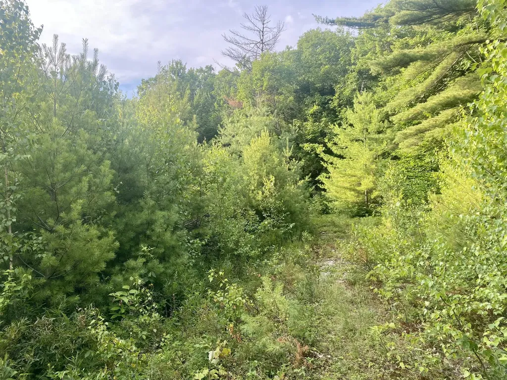 2,4,6 Willis Bean Road Eaton NH 03832
