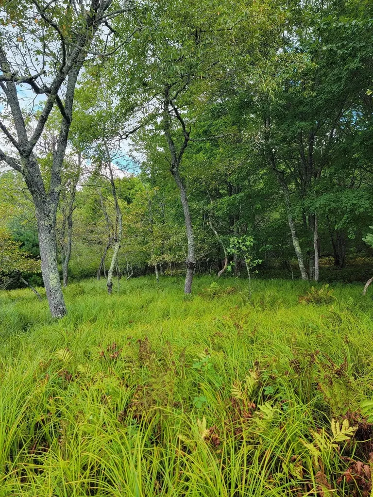 Lot #13-1 Shore Road Ellsworth ME 04605