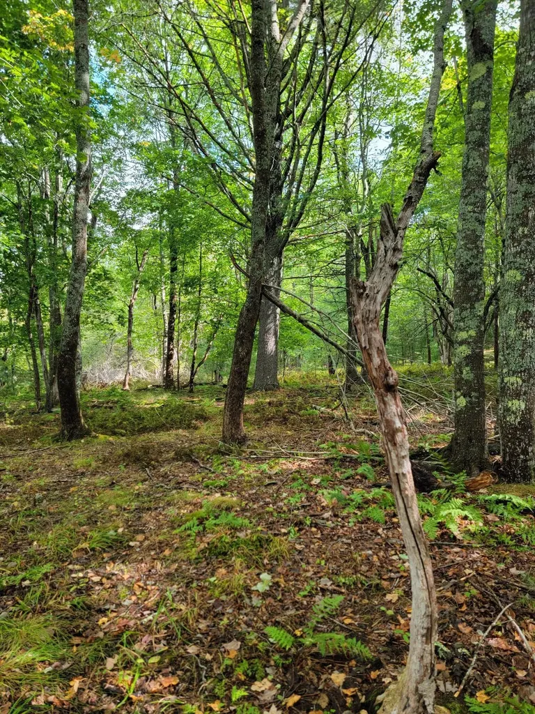 Lot #13-1 Shore Road Ellsworth ME 04605