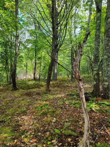 Lot #13-1 Shore Road Ellsworth ME 04605