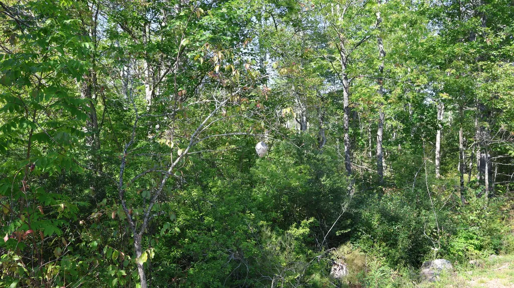 Lot # 10 Pittston Road (Route 194) Road Whitefield ME 04353