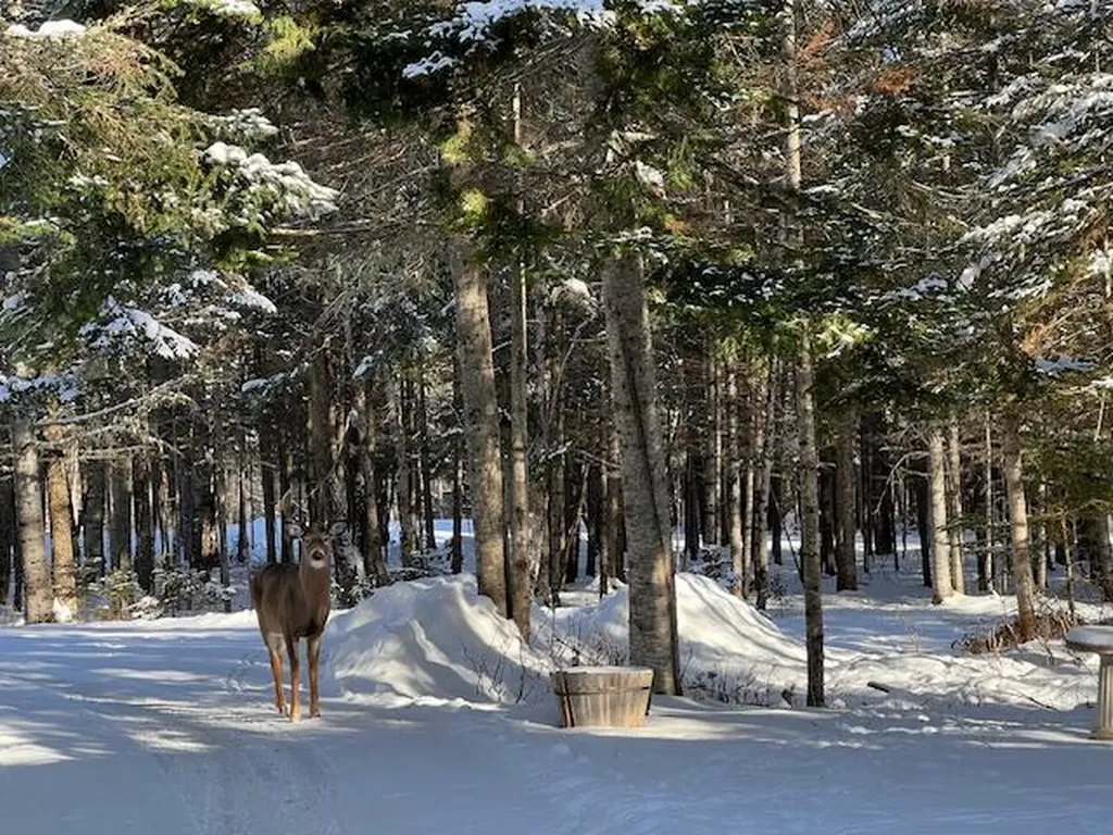 378 Mingo Loop Road Rangeley ME 04970