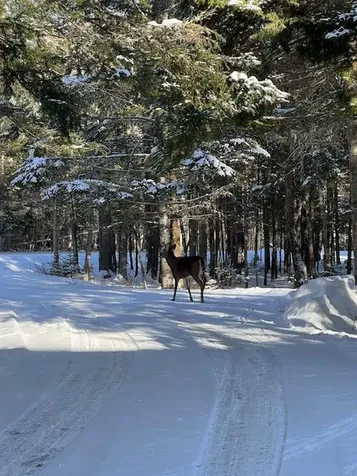 378 Mingo Loop Road Rangeley ME 04970