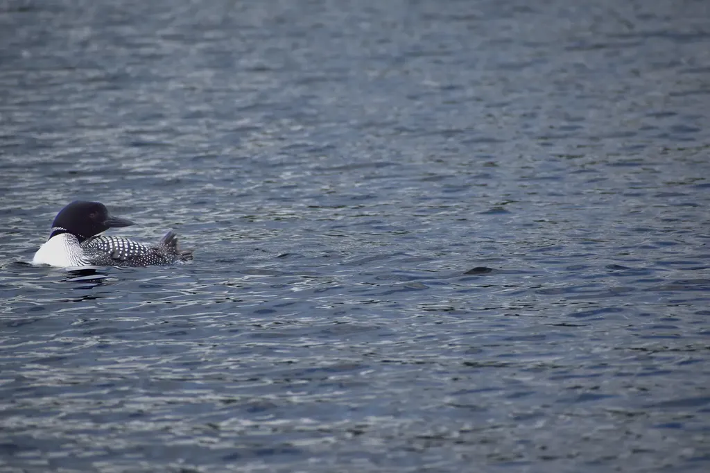 10 Witham Island Ebeemee Twp ME 04414
