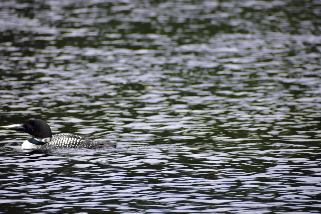 10 Witham Island Ebeemee Twp ME 04414