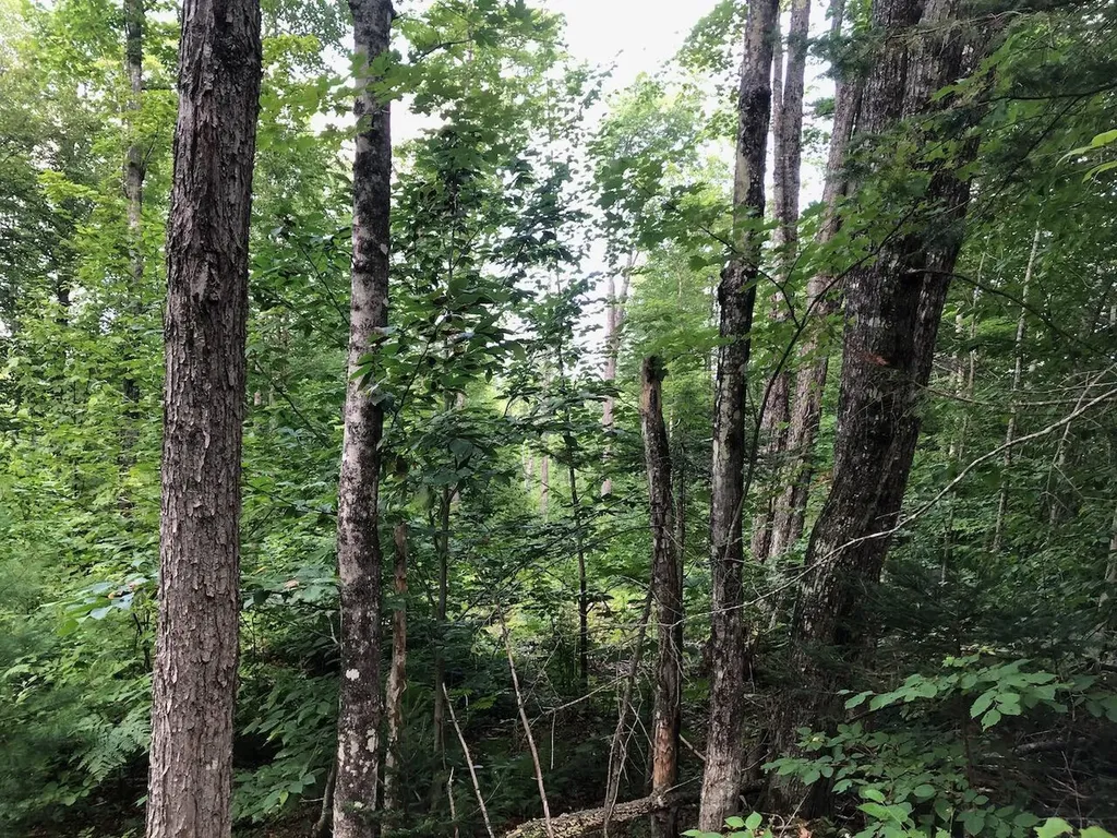 06 Swett Brook Lane Weld ME 04285