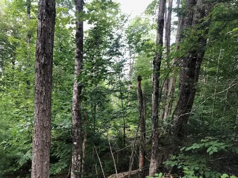 06 Swett Brook Lane Weld ME 04285