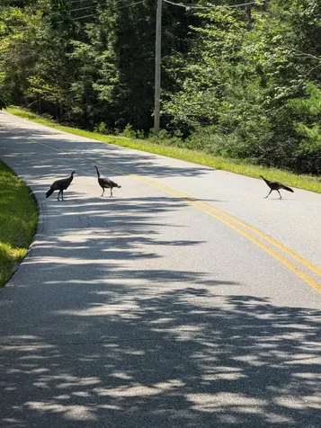 0 Route #144 (Main Road) Westport Island ME 04578