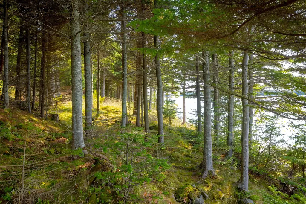 525 Yoho Head Road Machiasport ME 04655