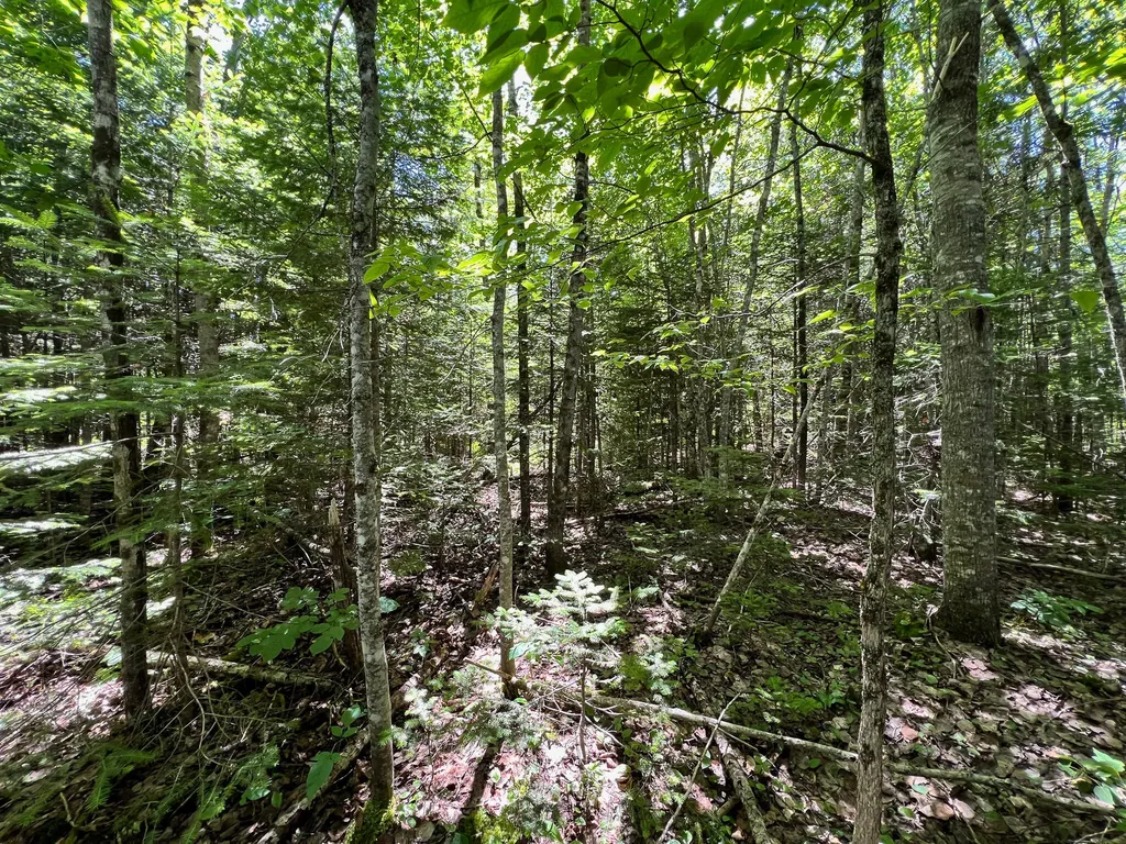 Lot 4 Woodland Ridge Road Danforth ME 04424