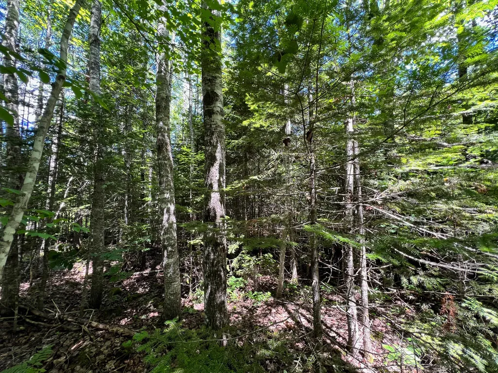 Lot 4 Woodland Ridge Road Danforth ME 04424