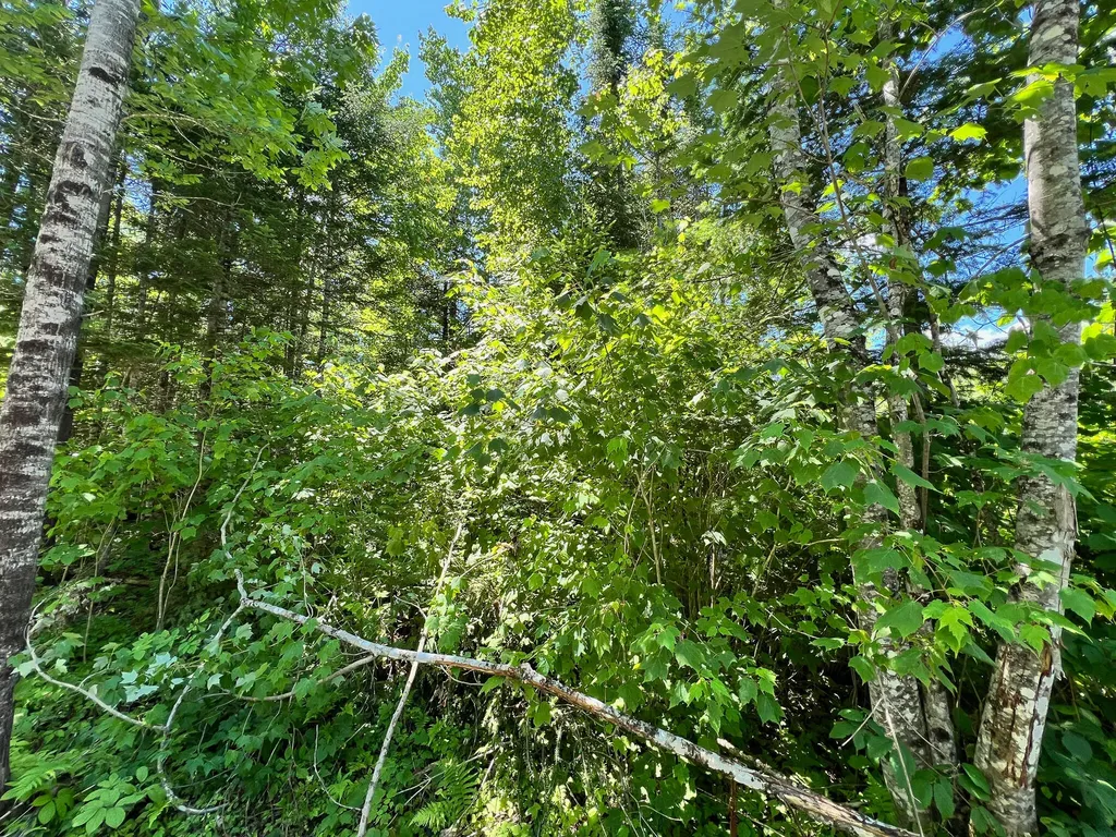 Lot 6 Woodland Ridge Road Danforth ME 04424