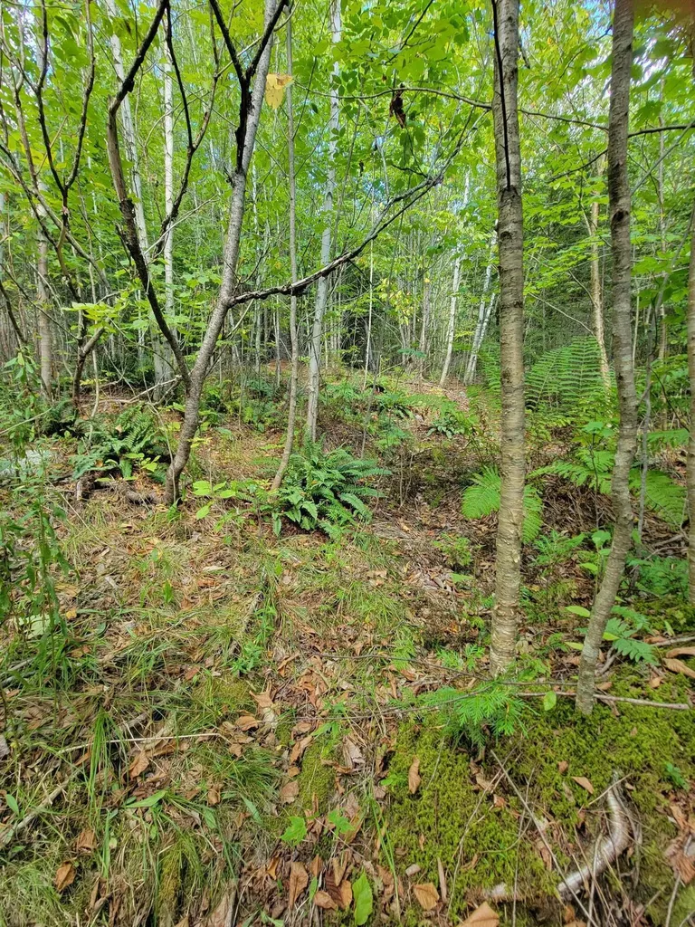 B-2BACKLOT Pioneer Path Aurora ME 04605