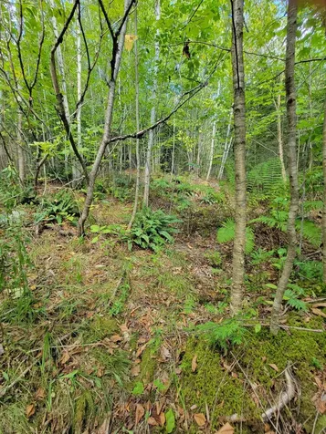 B-2BACKLOT Pioneer Path Aurora ME 04605