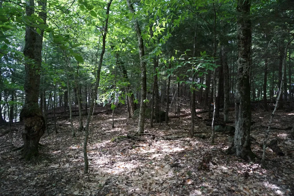 Lot 26 Black Point Road Beaver Cove ME 04441