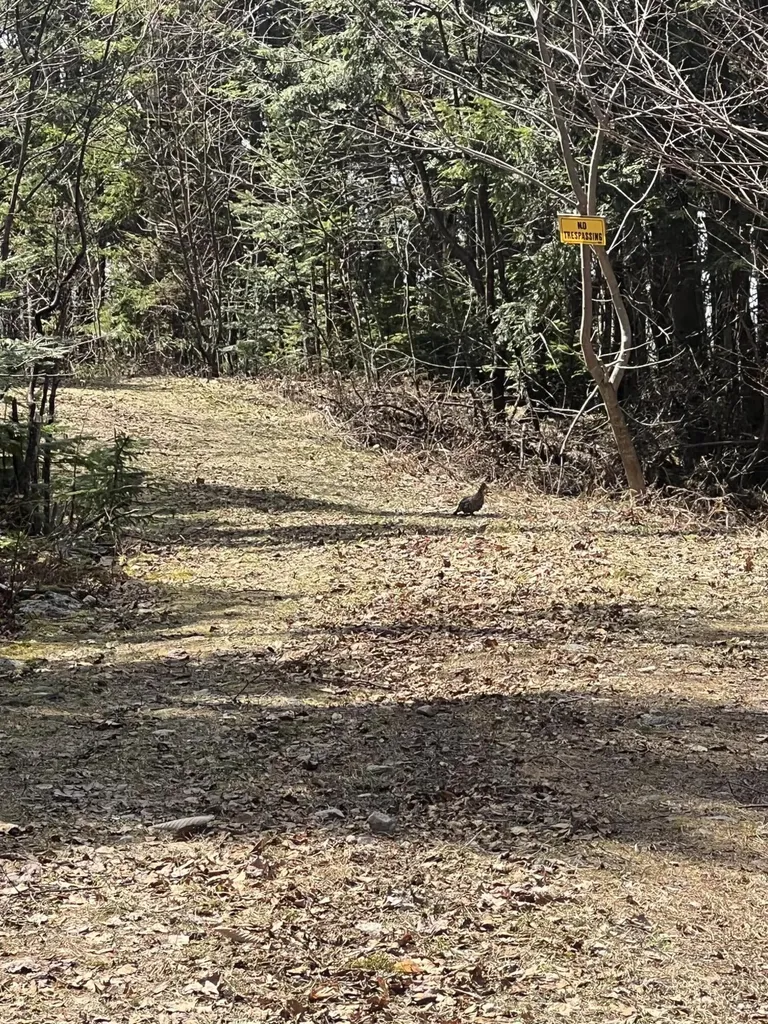 018 Bear Lane Rumford ME 04276