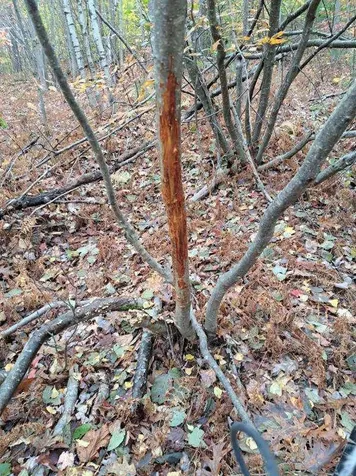 018 Bear Lane Rumford ME 04276