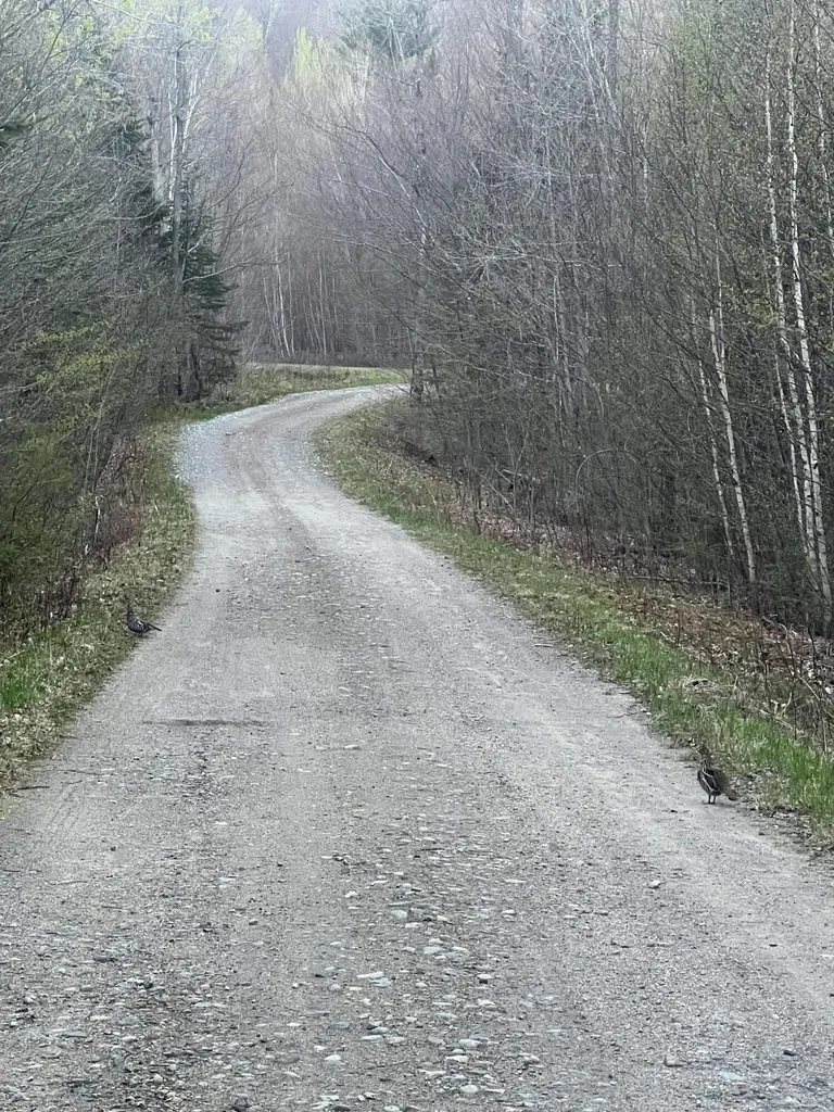 019 Upper Bear Lane Rumford ME 04276