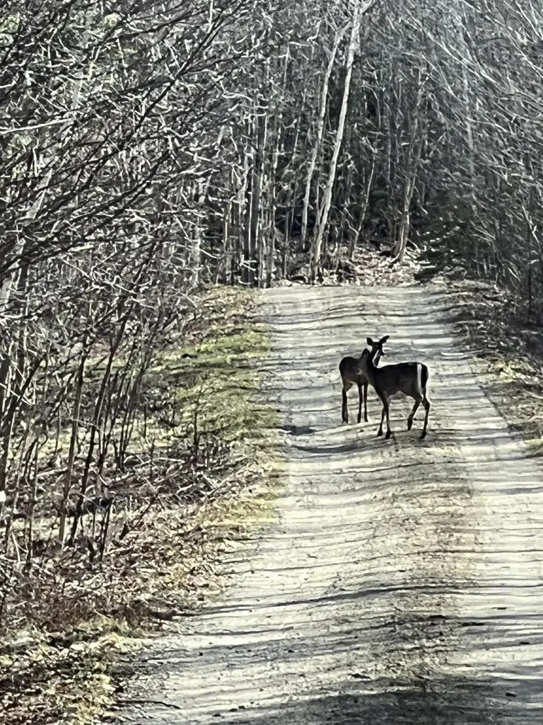 019 Bear Lane Rumford ME 04276