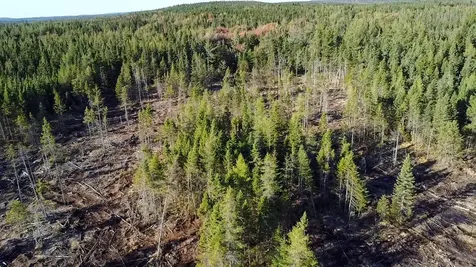 Map 06 Lots #16, 16-2, 16-3 Cutler Road Cutler ME 04626