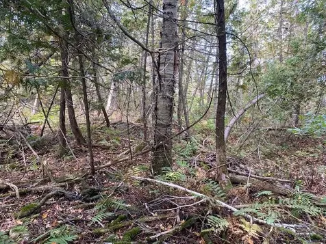 Tbd Dexter Road Saint Albans ME 04971