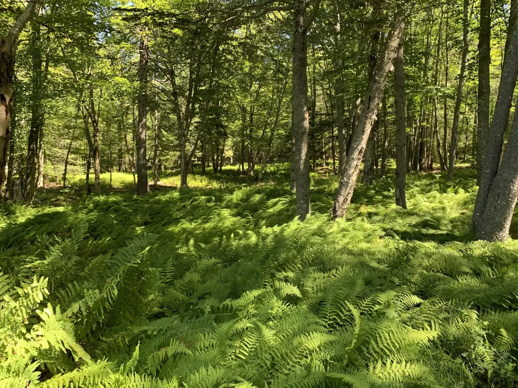 39 Eastman Lane Deer Isle ME 04627