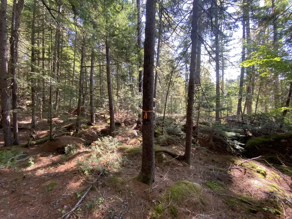 M06-LOT18 Sys Road Lakeville ME 04487