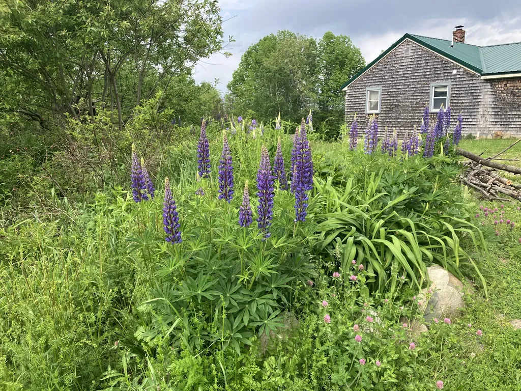 505 Bowden Point Road Prospect ME 04981