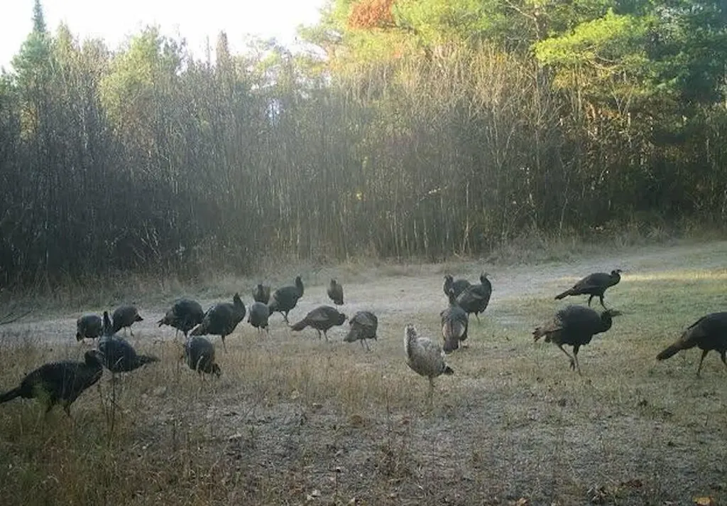1570 Ryno Road Big Creek Township MI 48636