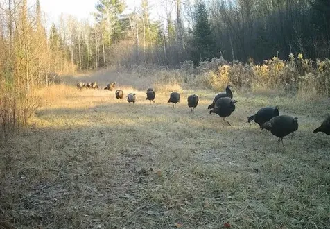 1570 Ryno Road Big Creek Township MI 48636