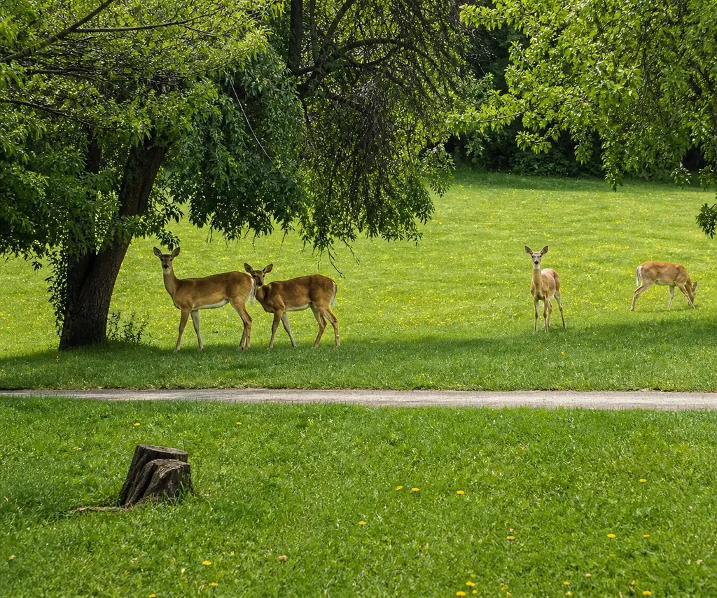 6270 Mack Road Deerfield Township MI 48855
