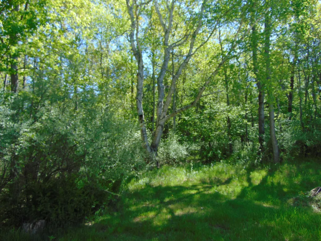 1595 S Poor Farm Road Harrisville Township MI 48745