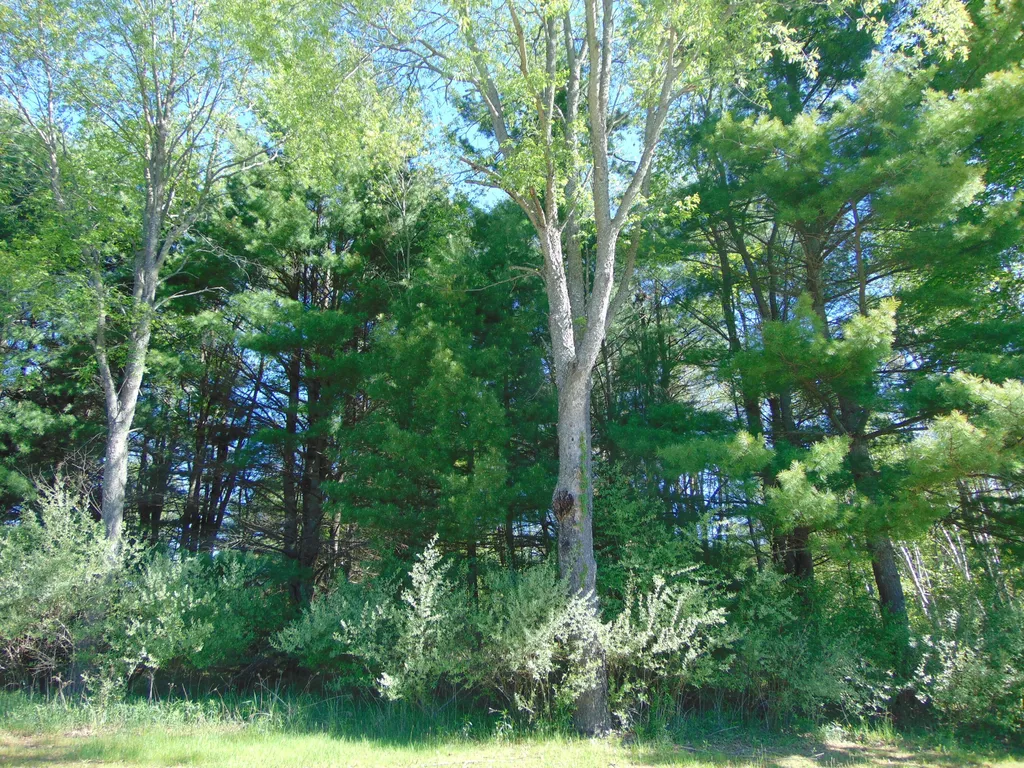 1595 S Poor Farm Road Harrisville Township MI 48745