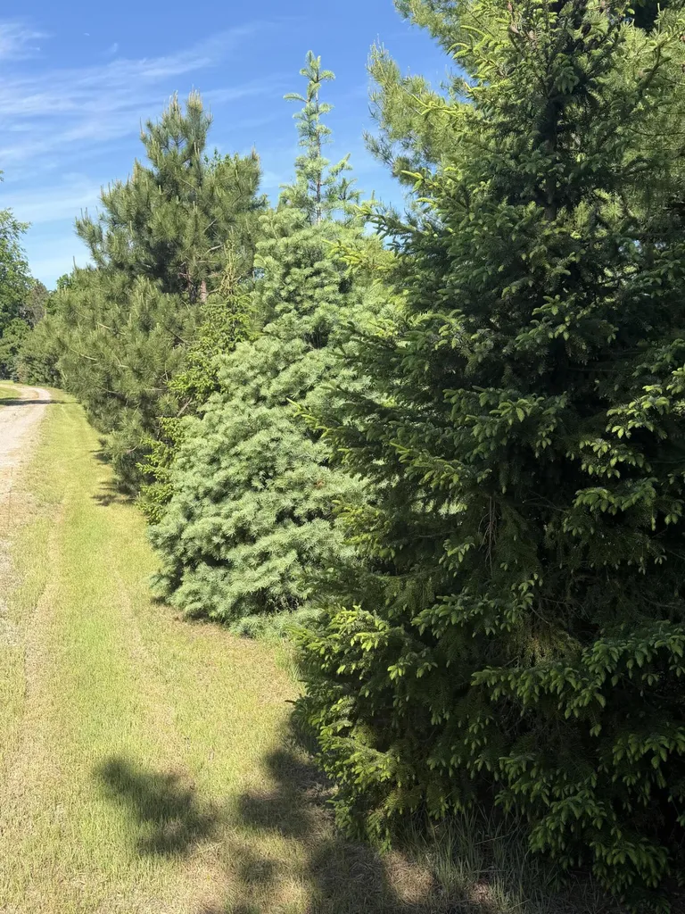 1595 S Poor Farm Road Harrisville Township MI 48745