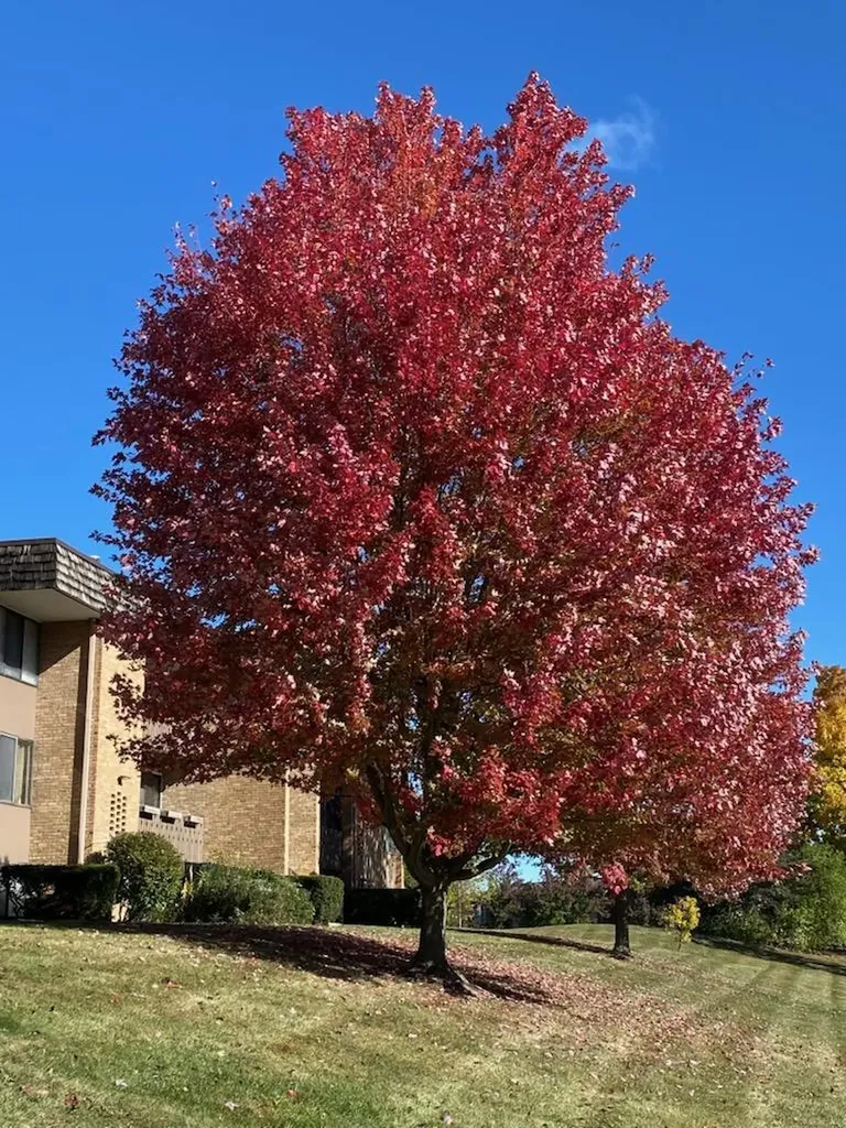 2104 Pauline Boulevard Ann Arbor City MI 48103