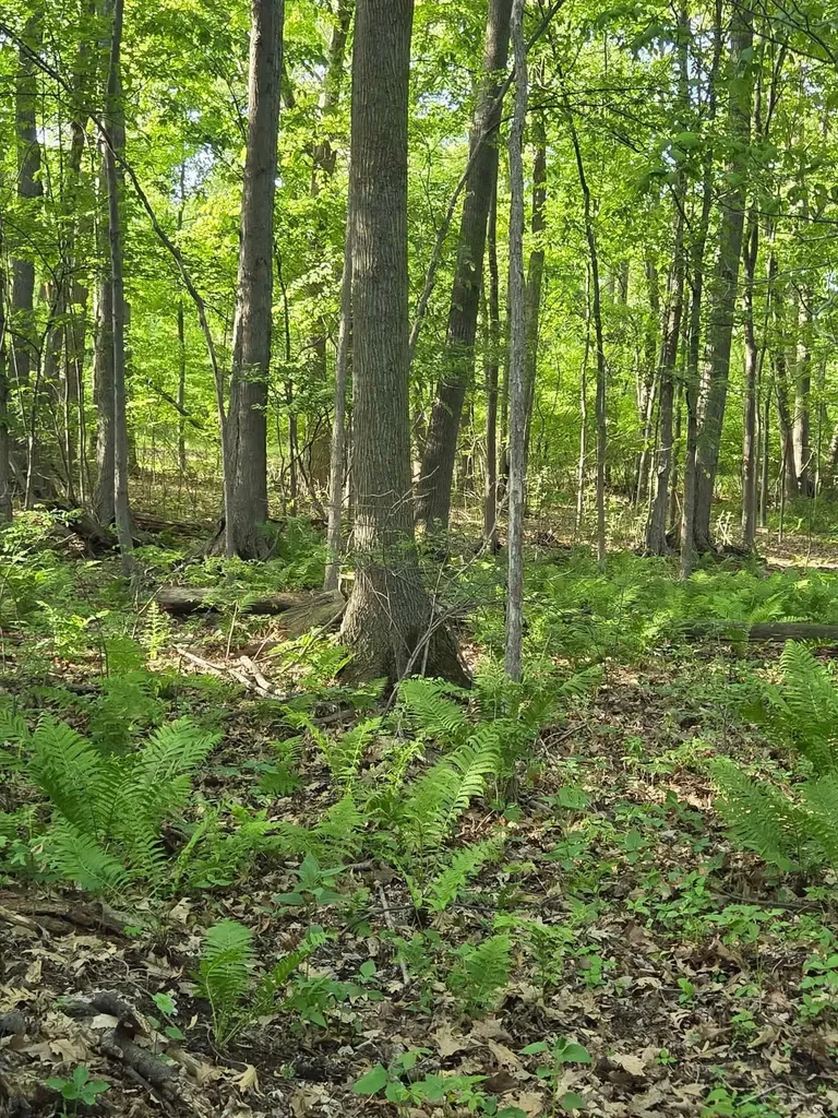 2531 Weaver Road Hume Township MI 48467