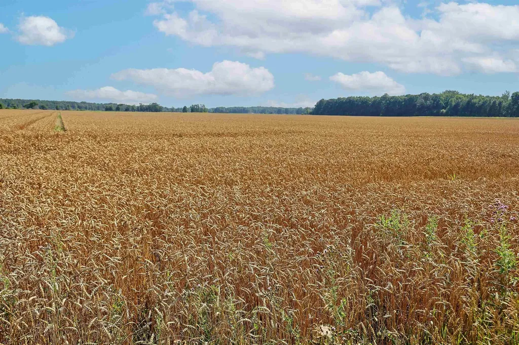 10275 Swan Creek Road Thomas Township MI 48609