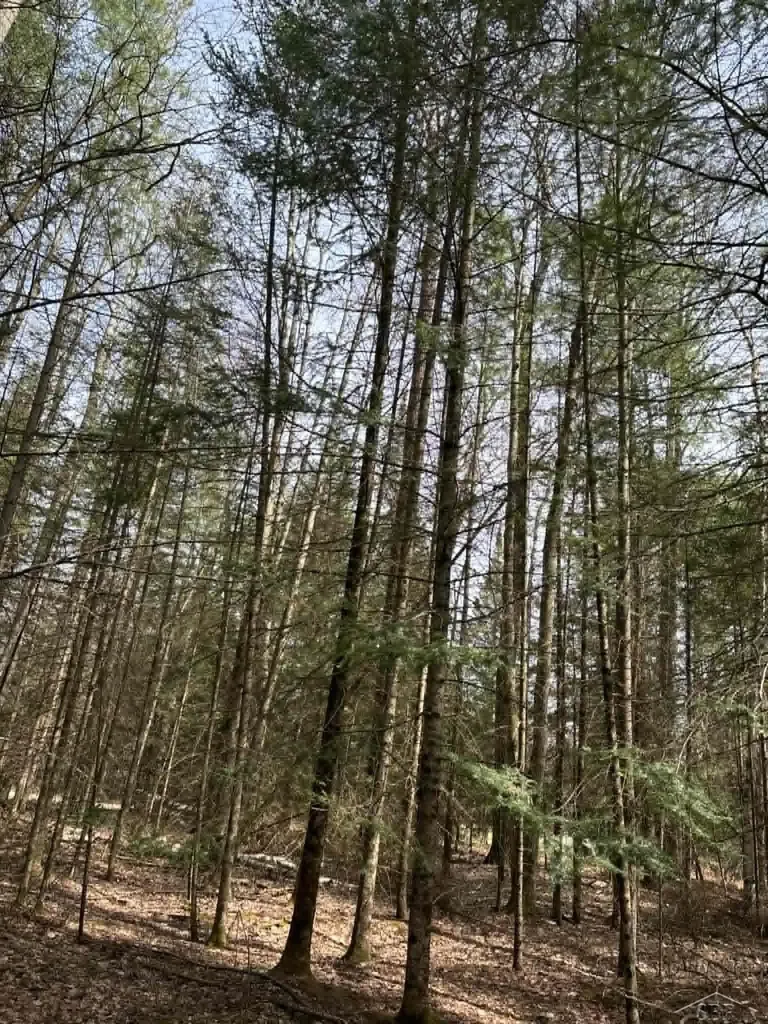 2823 River Ridge Road Bourret Township MI 48610