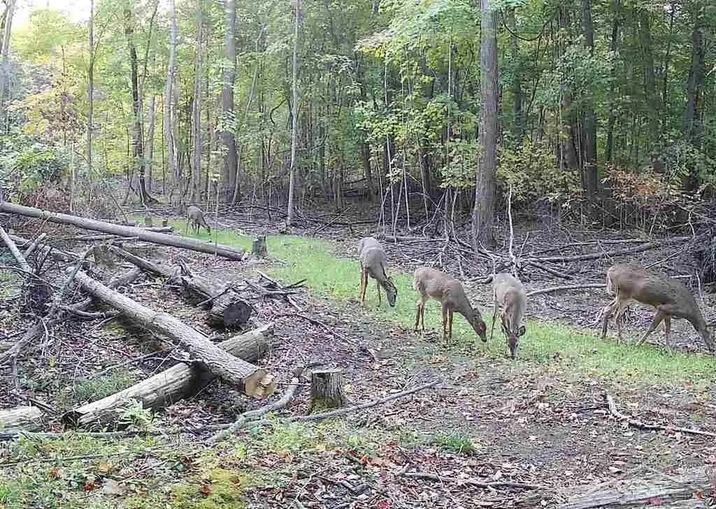 0 Lange Road Birch Run Township MI 48722
