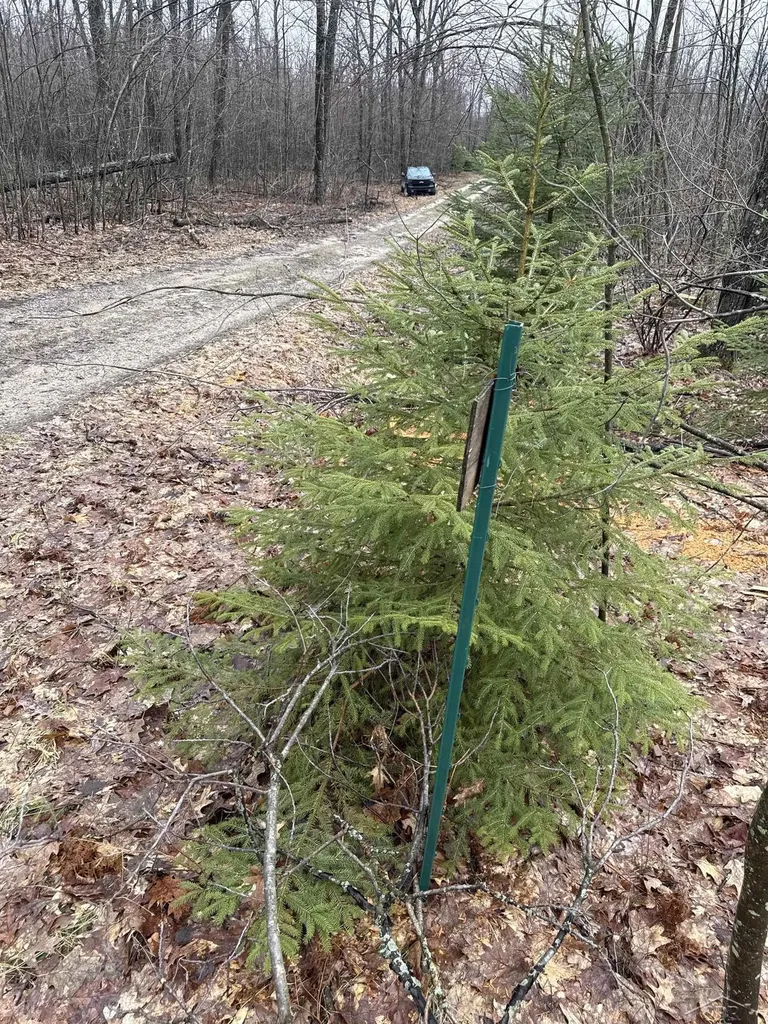 Vl Camp Domino Trail Rust Township MI 49746