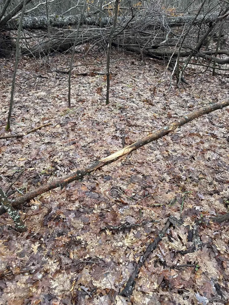 Vl Camp Domino Trail Rust Township MI 49746