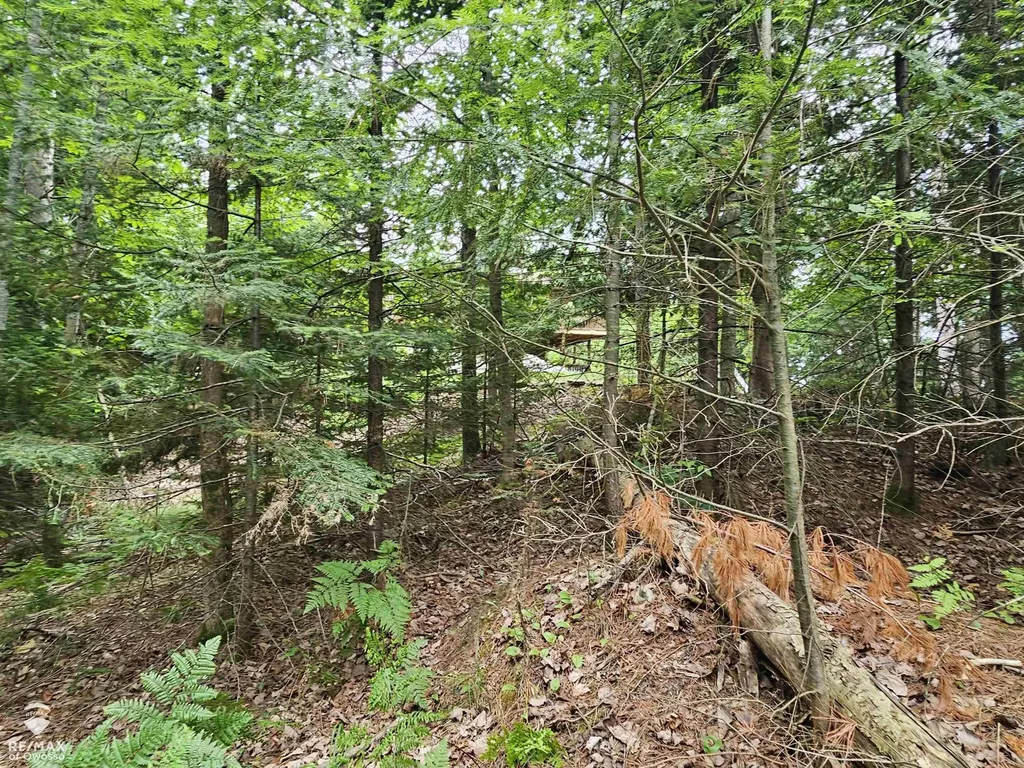 Spile Dam Road Case Township MI 49759