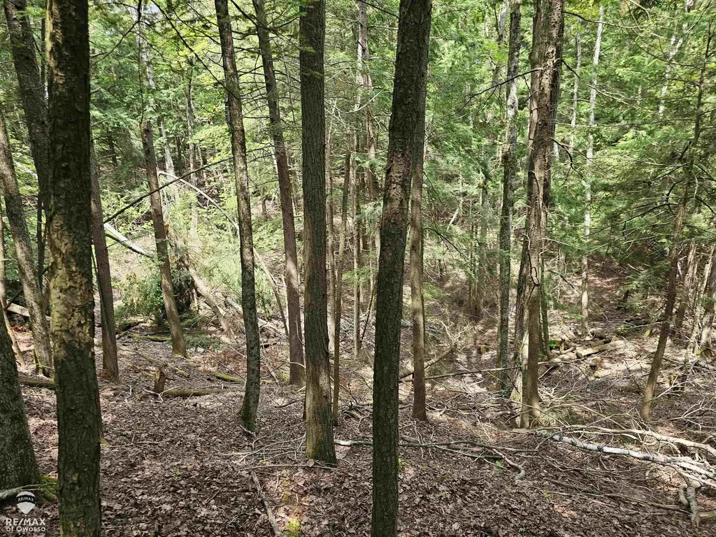 Spile Dam Road Case Township MI 49759