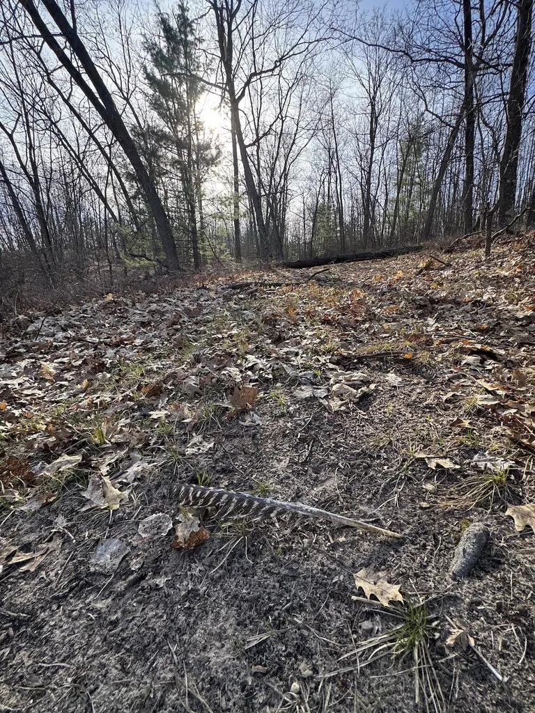 7584 Railroad Grade Nester Township MI 48624