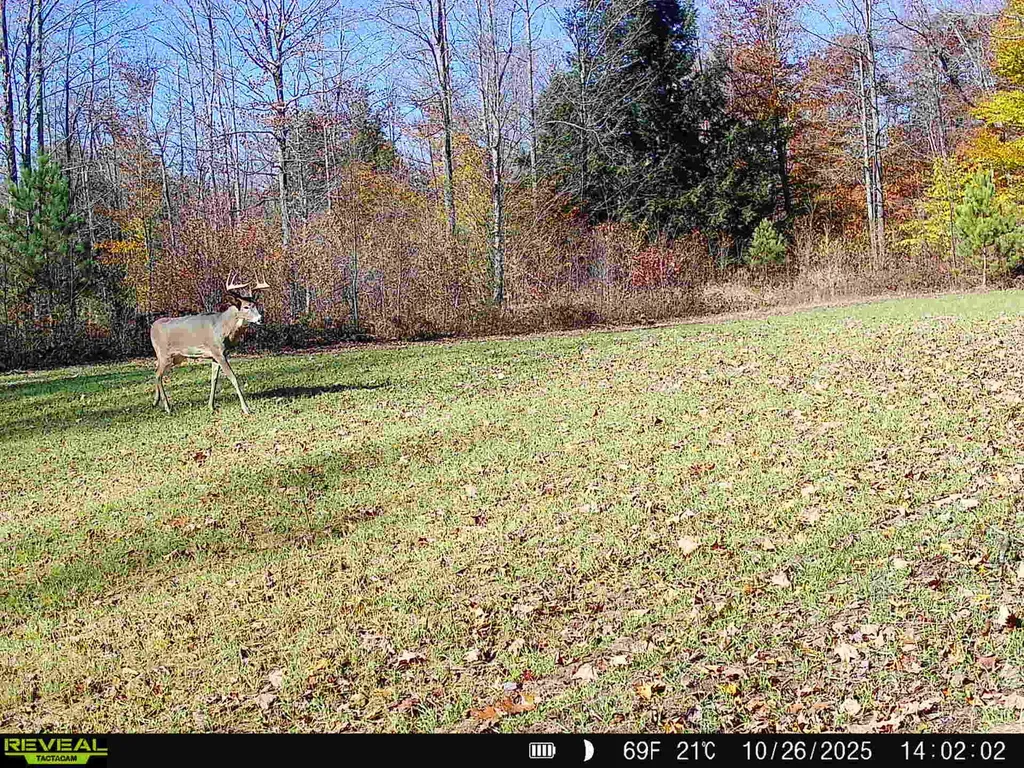 11547 E 1 Mile Road Ellsworth Township MI 49655