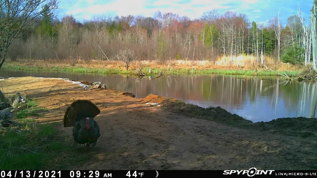 11547 E 1 Mile Road Ellsworth Township MI 49655