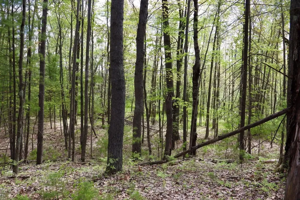 5826 S Morrison Road Mills Township MI 48610