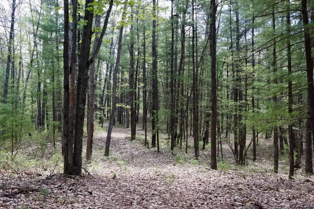 5826 S Morrison Road Mills Township MI 48610
